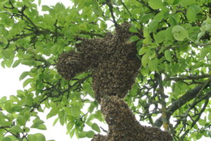 Bild Bienenschwarm