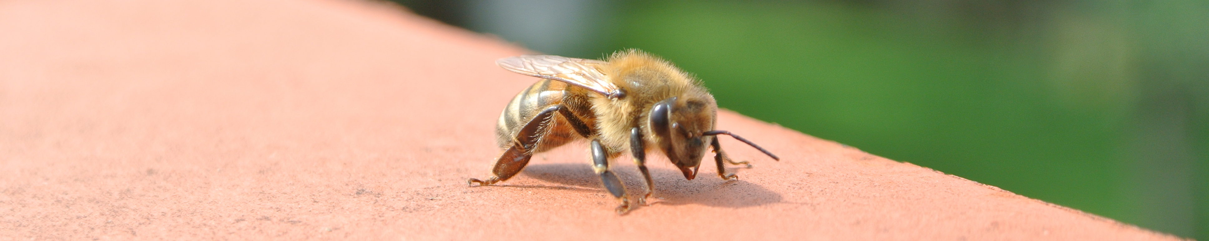 Tagesseminar am 21.09.2024 „Spuren lesen im Bienenvolk - Was tun mit den 'Alten'? "